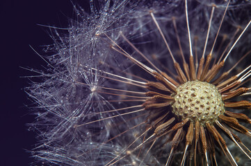 macro photo of dandelion with colorful water drops. Abstract graphics element