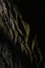 bark texture