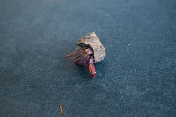 crab on the beach