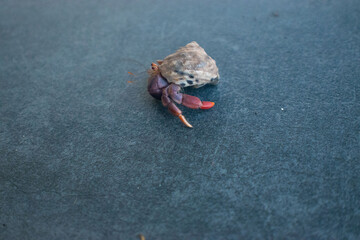 red crab on a rock