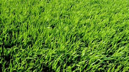 Folate di vento di mestrale su di un campo con erba alta