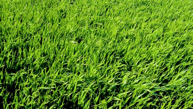 Folate di vento di mestrale su di un campo con erba alta