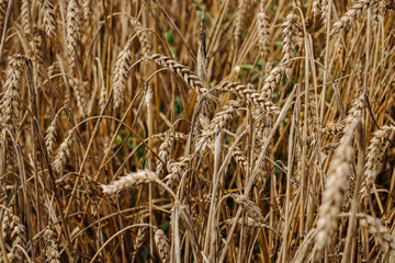 Ripe golden ear of wheat. Golden wheat field 