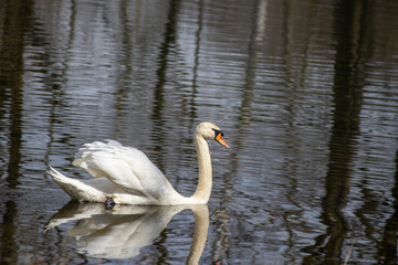 Fototapeta premium Swan on the water
