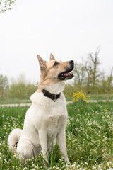 Naklejka na ściany i meble Cute mixed breed shepherd dog on green grass in spring flowers
