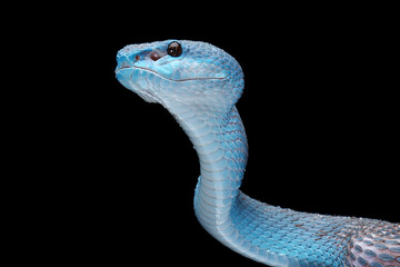 Fototapeta premium Blue viper snake on branch with black background, viper snake ready to attack, blue insularis snake, Closeup head snake
