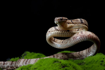 Boiga cynodon snake on moss with black background, Boiga cynodon snake closeup