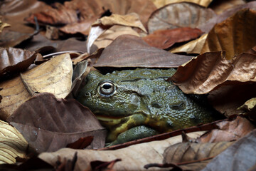 African bullfrog closeup, african bullfrog hiding on dry leaves