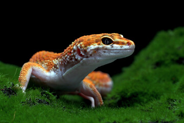 Leaopard gecko closeup with on moss with black background, Tomato gecko closeup head, animal closeup