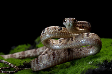 Fototapeta premium Boiga cynodon snake on moss with black background, Boiga cynodon snake closeup
