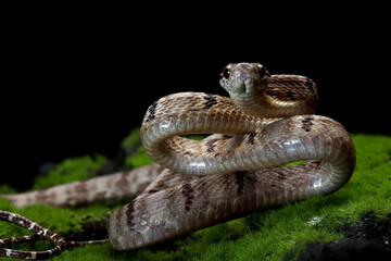 Boiga cynodon snake on moss with black background, Boiga cynodon snake closeup