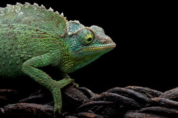 Female Chameleon Jackson closeup head on black background, Female Chameleon Jackson head 
