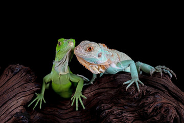 Baby Blue and green Iguana closeup on wood, Blue Iguana 