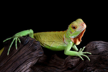 Beautiful baby red iguana closeup head on wood, animal closeup  