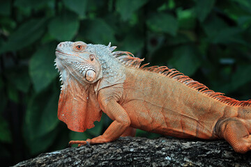 Beautiful red iguana closeup head on wood 