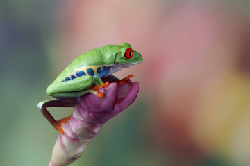 Red-eyed tree frog on pink flower, red-eyed tree frog (Agalychnis callidryas) closeup