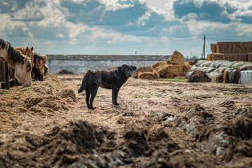 The farm dog sits on the ground in early autumn.