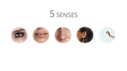 A bunch of 5 senses - hearing, smell, taste, touch, sight. Set of human sense organs in circles...