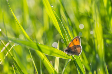Pomarańczowy motyl na łące o poranku © Henryk Guziak