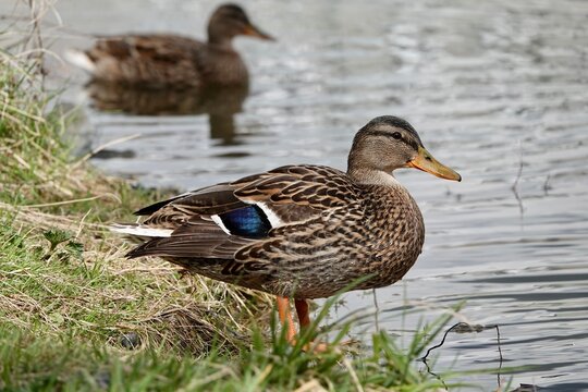 Solo female duck beside on green grass on the shore of the pond. Brown mallard duck standing in natural habitat. High quality photo