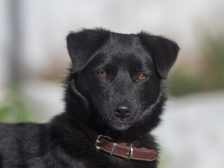 Isolated portrait of a single young beautiful black dog- Greece