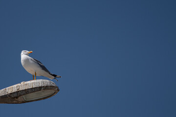 Obraz premium Isolated close up portrait of a single seagull resting on a beautiful clear sky spring morning- Greece