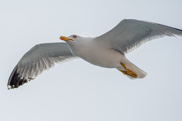 Isolated close up of a single beautiful Seagull in flight on an overcast day- Greece