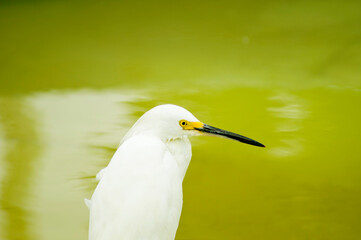 Egret with green water background. Florianópolis, Brazil