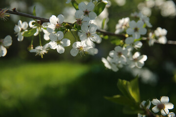 Bokeh flower Background. Cherry flowers on a branch in the backlight. Spring background