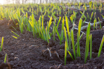 Row of young sprouts of wheat or barley, germination of grain in the soil in the field, soft rays...