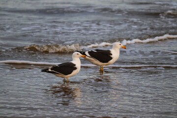 Naklejka premium A beautiful bird by the sea on an autumn day.