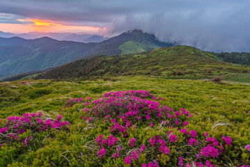 Naklejka na ściany i meble Summer landscape with flowers of rhododendron. Evening with a beautiful sky in the mountains. Glade of pink flowers.