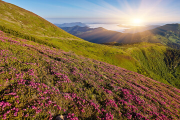 Summer landscape with flowers of rhododendron. Evening with a beautiful sky in the mountains. Glade of pink flowers.