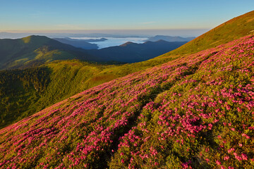 Magic pink rhododendron flowers on mountain