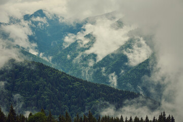 Trees in morning fog on mountain.