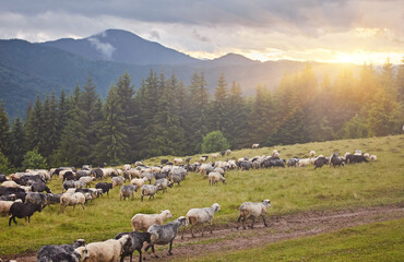 High in the mountains at sunset shepherds graze cattle among the panorama of wild forests and fields of the Carpathians.