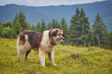 romanian shepherd dog standing on field