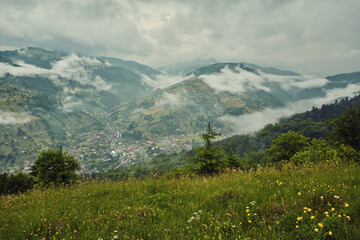 landscape in the Alps with fresh green meadows and blooming flowers and snow-capped mountain tops in the background