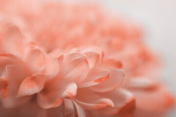 Soft focus smoke beige pink flower on blur copy space nature horizontal background.