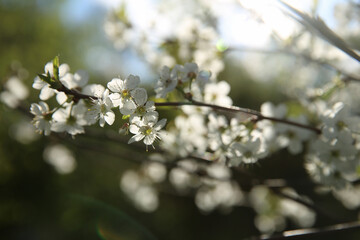 Bokeh flower Background. Cherry flowers on a branch in the backlight. Spring background