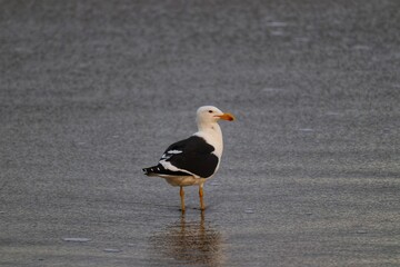 A beautiful bird by the sea on an autumn day.