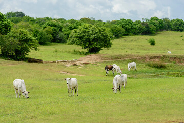 Fototapeta na wymiar Nellore cattle in the pasture in Mari, Paraíba, Brazil. Livestock.