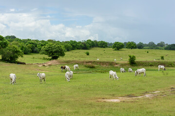 Nellore cattle in the pasture in Mari, Paraíba, Brazil. Livestock.