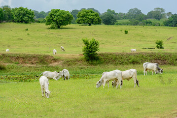 Fototapeta na wymiar Nellore cattle in the pasture in Mari, Paraíba, Brazil. Livestock.