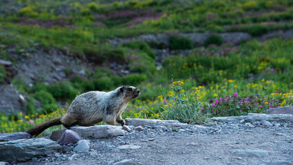 Marmot on the Hidden Lake Nature Trail - Glacier National Park, Montana