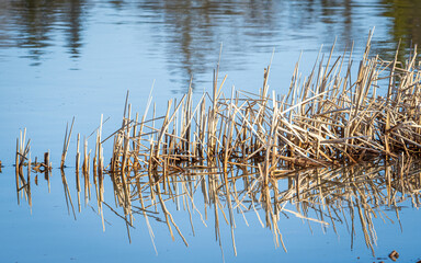 reeds in the water