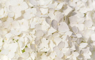 White hydrangea flowers panoramic border, banner, wedding romantic background. Flat lay.