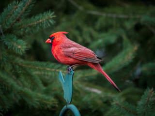 Male cardinal at bird feeder