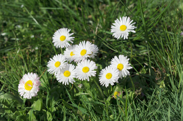 White daisy flowers in bloom in spring on a green meadow