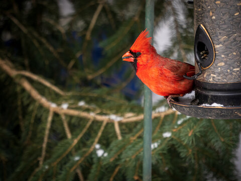 Male cardinal at bird feeder